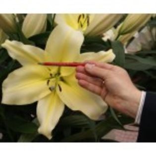 bulbi-crini-big-brother-13lei