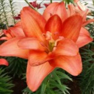 bulbi-crini-ceb-latte-17lei