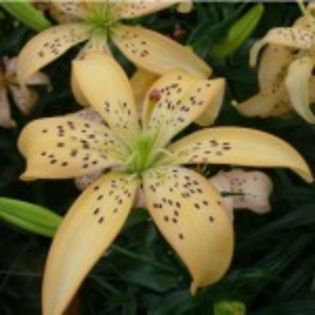 bulbi-crini-easy-life-0-12lei