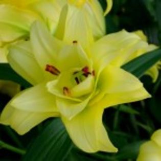 bulbi-crini-fifty-fifty-17lei