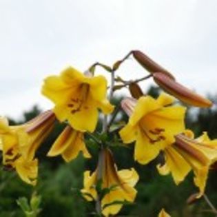 bulbi-crini-golden-splendour-12lei