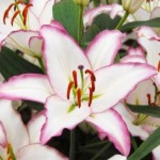 bulbi-crini-hotline-13lei