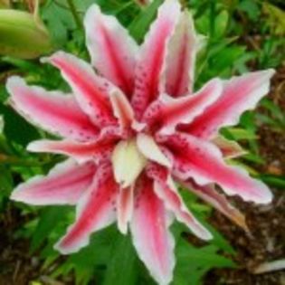 bulbi-crini-magic-star-15lei