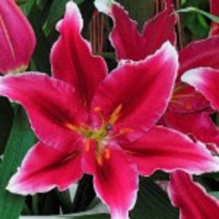 bulbi-crini-Metropolitan-17lei