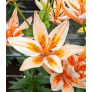 bulbi-crini-orange-electric-0-15lei