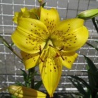 bulbi-crini-pearl-jennifer-0-12lei