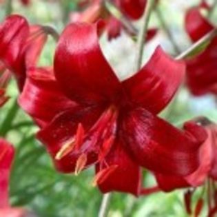 bulbi-crini-red-velvet-0-13lei