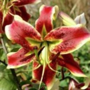 bulbi-crini-sheherazade-0-15lei