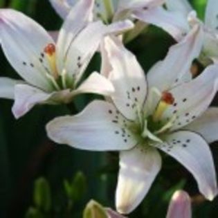 bulbi-crini-spring-pink-0-13lei