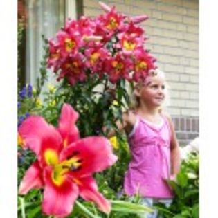 bulbi-crini-ssatisssfaction-15lei - bulbi crini