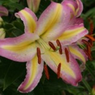 bulbi-crini-tom-pouce-15lei