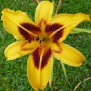 bulbi-hemerocallis-bonanza-9lei - bulbi crini