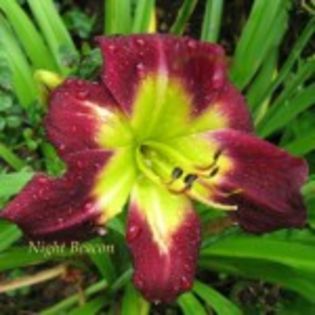 bulbi-hemerocallis-night-beacon-20lei - bulbi crini