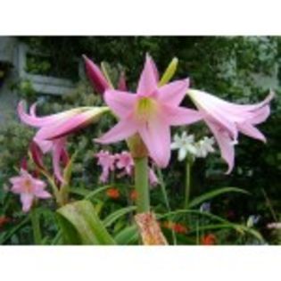 crinum_x_powellllii-20lei - bulbi crini