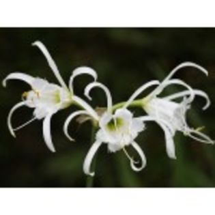 hymenocallis-festalis-13lei