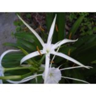 hymenocalliss_harrisiana-20lei