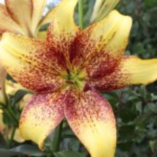 lilium_goldddenstone-12lei - bulbi crini