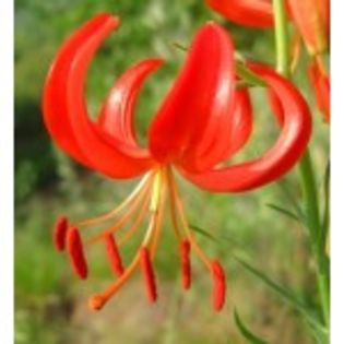 lilium_pummmilum-15lei