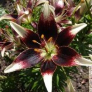 lilium-nettys-pride-15lei - bulbi crini