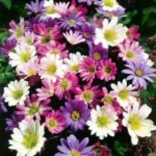 bulbi-anemone-blanda-mix-1,5lei - bulbi diversi