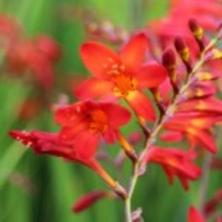 bulbi-crocosmia-emberglow-5lei