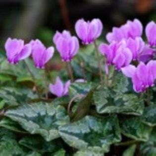 bulbi-Cyclamen-hederifolium-10lei - bulbi diversi