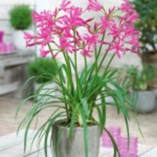 bulbi-nerine-bowdenii-8lei