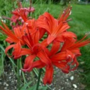 bulbi-nerine-sarniensis-16lei - bulbi diversi