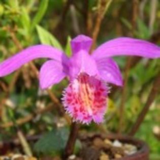 bulbi-pleione-tongariro-28lei