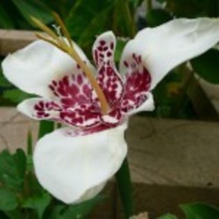 bulbi-tigridia-alba-5lei