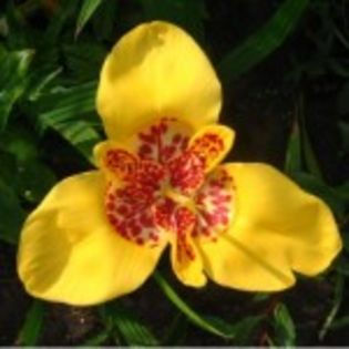 bulbi-tigridia-galbena-5lei