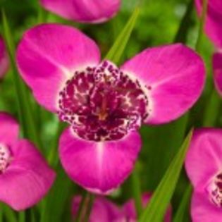 bulbi-tigridia-roz-5lei