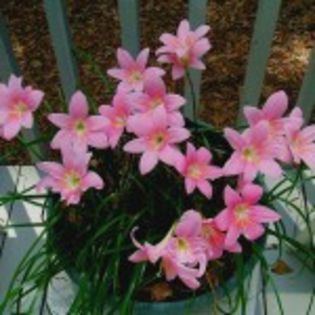 bulbi-Zephyranthes-robustus-4lei