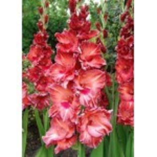 bulbi-gladiole-bimbo-0-150x150 - bulbi gladiole