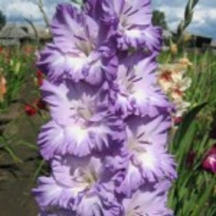 bulbi-gladiole-blue-frost-0-150x150 - bulbi gladiole