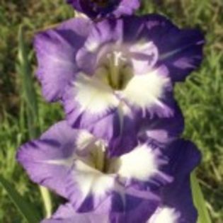 bulbi-gladiole-blue-isle-0-150x150 - bulbi gladiole