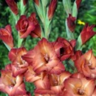 bulbi-gladiole-chocolate-0-150x150 - bulbi gladiole