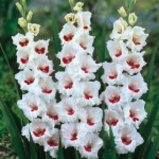 bulbi-gladiole-fiorentina-0-150x150 - bulbi gladiole