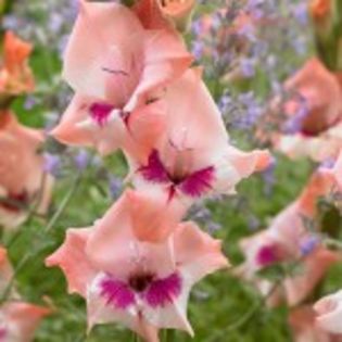 bulbi-gladiole-flevo-primo-150x150