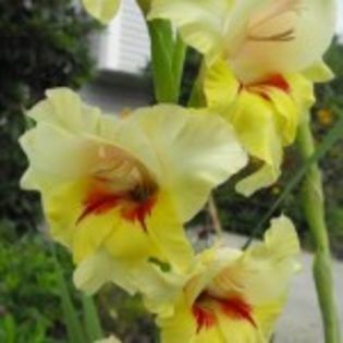 bulbi-gladiole-flevo-smile-150x150