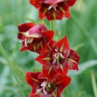 bulbi-gladiole-flevo-vito-0-150x150