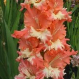 bulbi-gladiole-frizzled-coral-lace-000-150x150