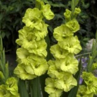 bulbi-gladiole-green-star-0-150x150