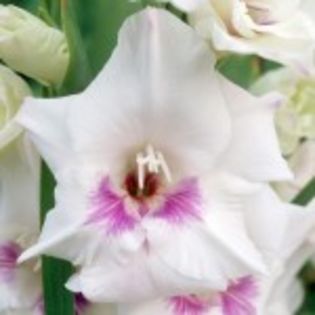 bulbi-gladiole-home-coming-0-150x150