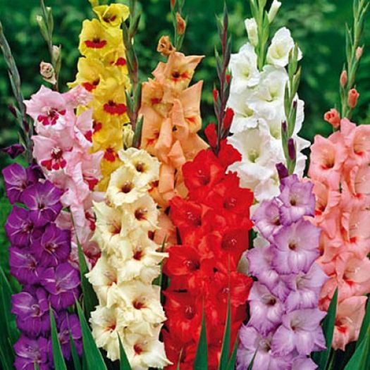 bulbi-gladiole-mixte-001-500x500