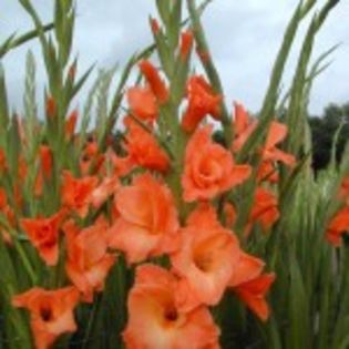 bulbi-gladiole-peter-pears-0-150x150