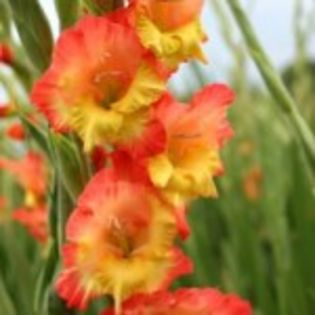 bulbi-gladiole-princess-margareth-rose-0-150x150