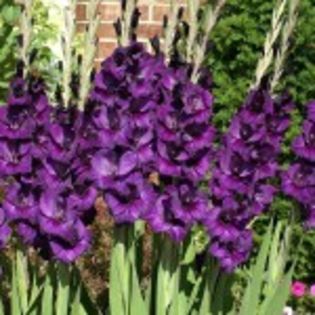 bulbi-gladiole-purple-flora-150x150