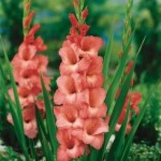 bulbi-gladiole-spic-&-span-1-150x150