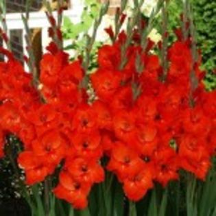 bulbi-gladiole-victor-borge-150x150